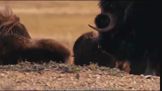 پادشاهی گرگ سفید 2