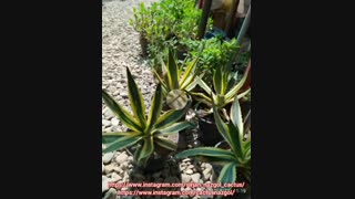 گلسرای نازگل سیرجان