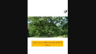مزایای استفاده از کود فروت ست