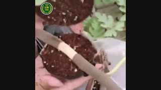 روش نوین قلمه زنی