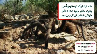 رتیل ها گاز می گیرند؟ | سم قوی برای دفع رتیل