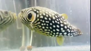بادکنکماهی گورخری (Reticulated pufferfish)