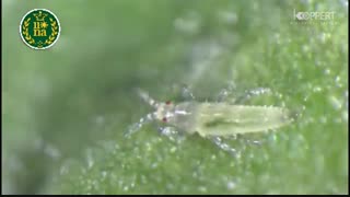 تریپس چیست؟