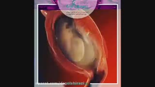 ایجاد نطفه