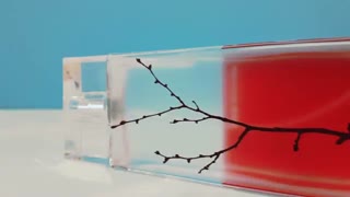 عطر و ادکلن زنانه آرماند باسی این رد Armand Basi In Red - خوش آرا