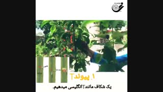 چگونه درختان را پیوند بزنیم