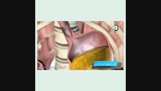 عملکرد معده