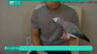 نحوه تعیین جنسیت و تشخیص سن طوطی کاسکو کنگو