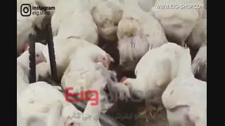زامبی شدن مرغ ها بر اساس بیماری کانیبالیسم در ایران