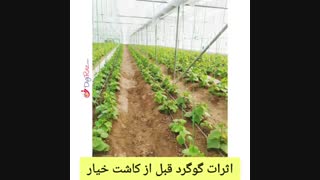بازدید از گلخانه خیار در سمنان