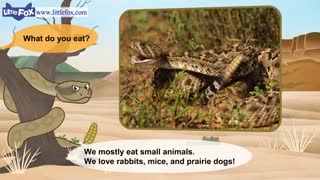 little fox_meet the animals14