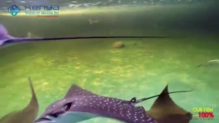 ماهی رامک خالدار (Whitespotted eagle ray)