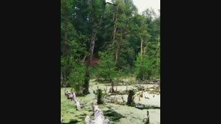 مرداب اسرار آمیز دریوک