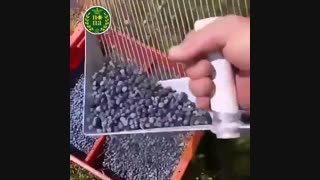 برداشت بلوبری