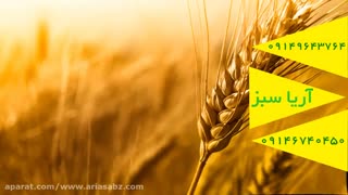 قویترین علف کش مزارع گندم و جو زمستانه | Regatta | ریگاتتا