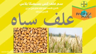 سم علف کش پسیفیکا پلاس | pacifica plus بهترین ریشه کن کننده علف هرز گندم زمستانه