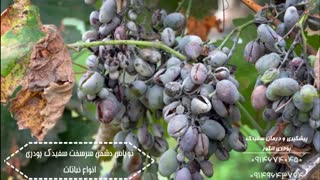 توپاس (پنکونازول)| penconazol سم قارچ کش درمان کننده سفیدک پودری