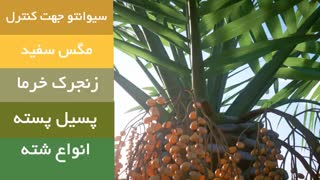 سیوانتو |  حشره  کش قوی برای انواع درخت ها و گیاهان | Sivanto