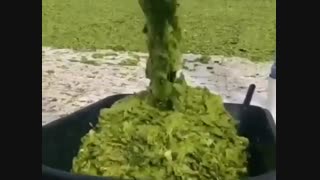 کاکتوس چرم ساز