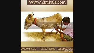 شیر الاغ و خواص فوق العاده آن برای بدن با قوی ترین خاصیت ضد باکتری  | 09120750932 |