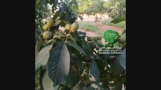نهال گردو پیوندی مقاوم به سرمای دیررس