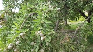 باغات اقتصادی بادام