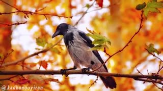 کلیپ عاشقانه و زیبا برای پاییز