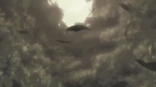 نایتکور(همه می روند)