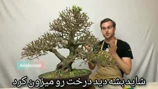 ویدیو رسیدگی و اصلاح بونسای گیاه جید از گروه bonsai supply-ترجمه و زیرنویس از آریابونسای
