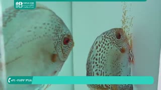 حد و اندازه پی اچ و سختی آب آکواریوم ( ماهی دیسکس )