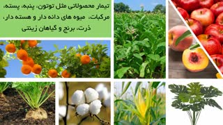 حشره کش ایمیداکلوپراید یا کنفیدور، سم قوی دفع حشرات از گیاهان | Confidor