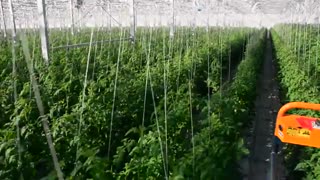 گوجه فرنگی گلخانه ای آتاویتا