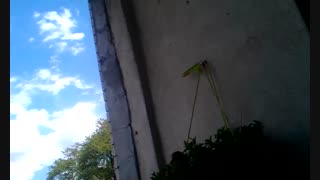 فیلمبردار-حسام الدین شفیعیان