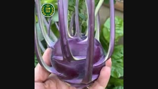 کاشت کلم قمری