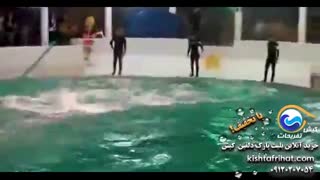 ویدئوی پارک دلفین کیش