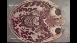 Human Brain - Bijan Norouz Worldwide Music