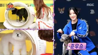 کات برد شوهوا و هاکو در 2020 ISAC Doggy Agility.+کپ