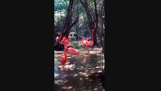 زیبای زیبا آفرین