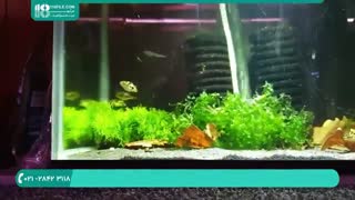 نحوه ی نگهداری از ماهی پوفر ( ماهی بادکنکی ) در منزل