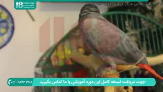 بهترین روش برای بزرگ کردن و نگهداری از جوجه طوطی گوشتی
