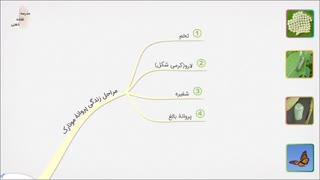 زیست دهم - فصل اول - پروانه مونارک