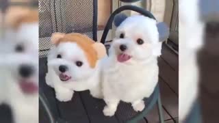 کوچکترین نژاد سگ در جهان