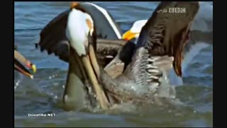 مرگ آفرینان 4 - Deadly 60