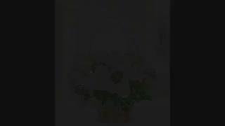 ارسال گل طبیعی به ترکیه