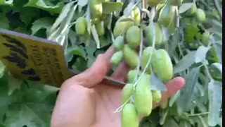 فروش نهال سنجد در رویال نهال ۰۹۱۴۱۸۱۱۵۲۰