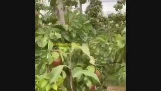 فروش ارقام نهال گلابی در نهالستان رویال نهال ۰۹۱۴۱۸۱۱۵۲۰