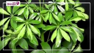 مقاوم ترین گیاه آپارتمانی چیست ؟ معرفی 5 گیاه مقاوم و کم هزینه