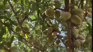 فروش نهال بادام آذر | نهالستان رویال نهال