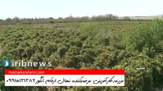 نهال انگور فخری شاهرود 09915131382 برداشت انگور شاهرودی