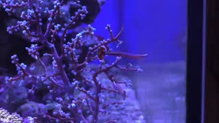 سوزنماهی خطآبی (Bluestripe pipefish)